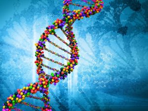 diagram of DNA for genetics